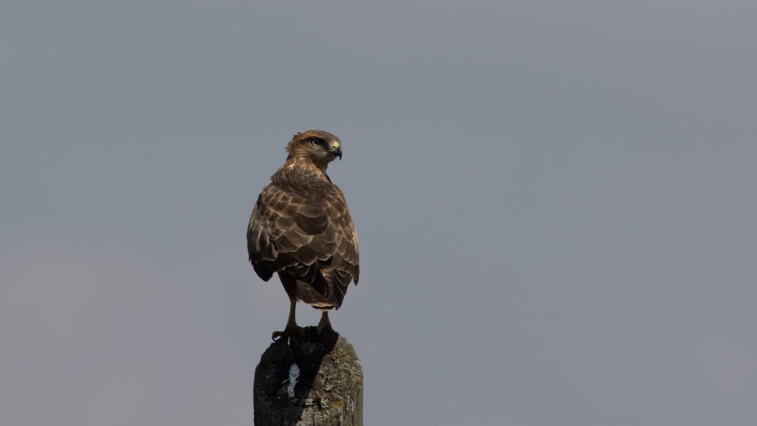 Common Buzzard